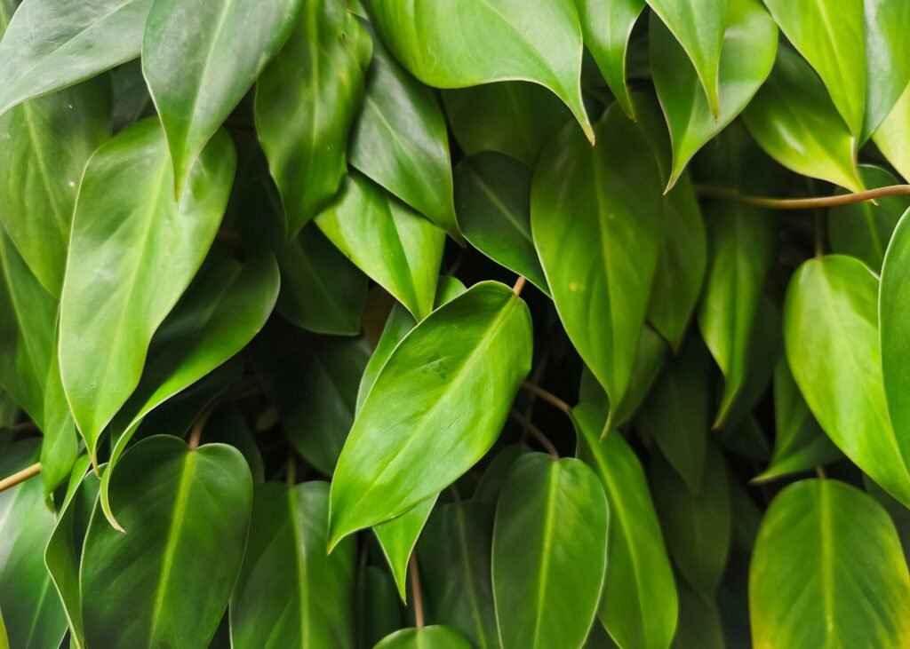 Close-up view of lush green Philodendron leaves, showcasing vibrant plant life.