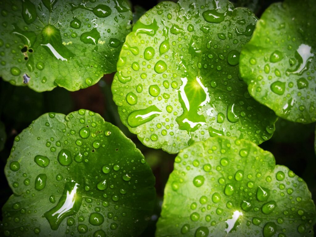 Close-up of vibrant green leaves covered in fresh dewdrops, showcasing natural beauty and freshness.