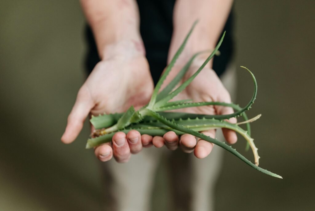 Close-up of hands gently holding a fresh aloe vera plant with a green background.